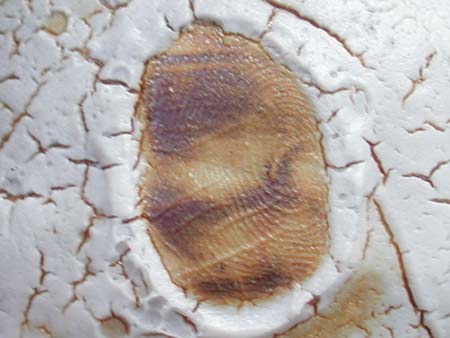 Fingerprint on Shino Glaze
