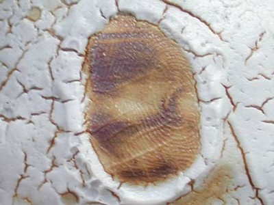 Fingerprint on Shino Glaze