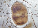 Fingerprint on Shino Glaze